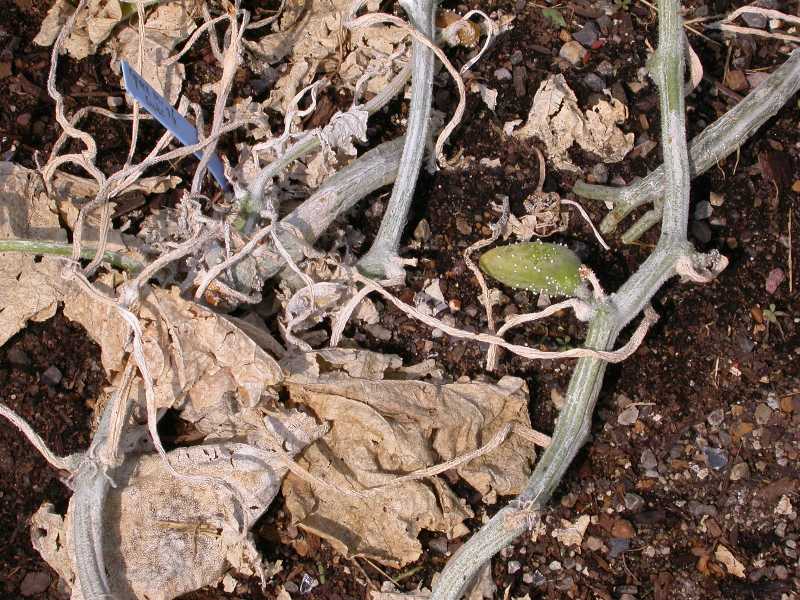 Bacterial Wilt of Cucumber